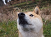 开云官方app入口-双星闪耀欧陆，格列兹曼连续破门奠定优势，乌克兰青春风暴横扫挪威