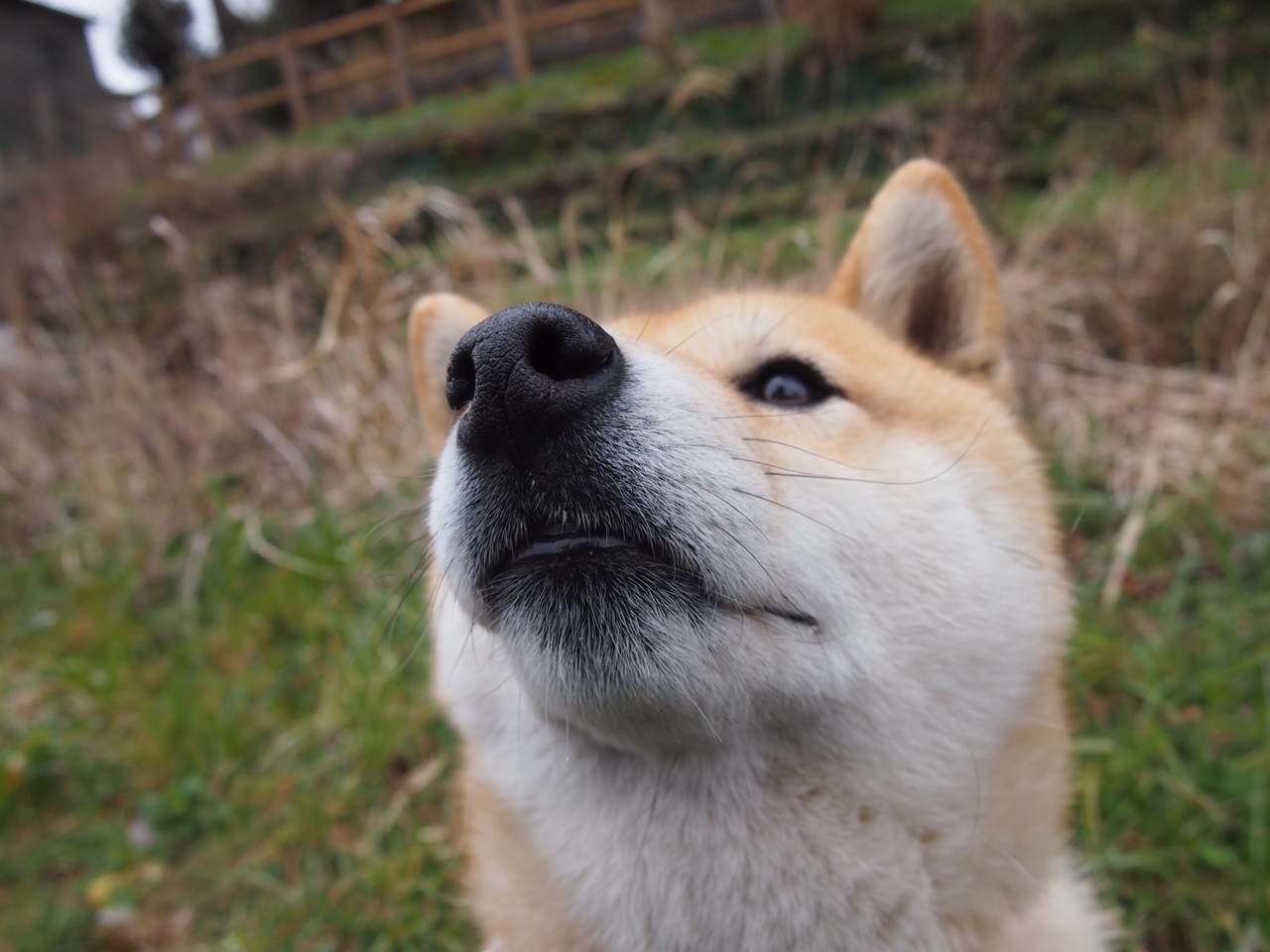 双星闪耀欧陆，格列兹曼连续破门奠定优势，乌克兰青春风暴横扫挪威